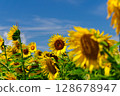 Yellow sunflowers against the blue sky 128678947