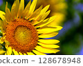 Zoom-in of sunflowers blooming towards the sunlight 128678948