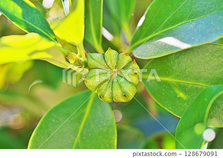 綠色八角茴香（夏季，七月） 128679091