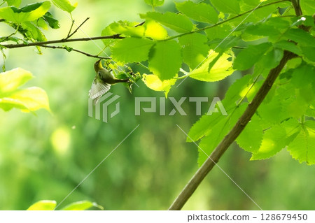 一隻日本繡眼鳥正在啄食食物 一隻日本繡眼鳥正在啄食食物 128679450