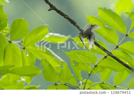 A Japanese bush warbler takes off A Japanese bush warbler takes off 128679451