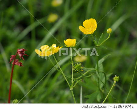 【日本的高山植物】深山金鳳花 【日本的高山植物】深山金鳳花 128679742