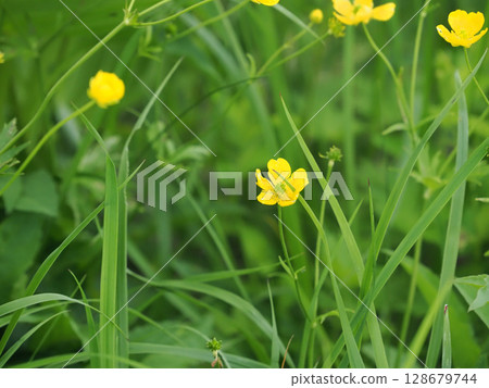 【日本的高山植物】深山金鳳花 【日本的高山植物】深山金鳳花 128679744