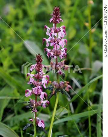[Japanese alpine plants] Four-leaf Shiogama (Shiogama) 128679746