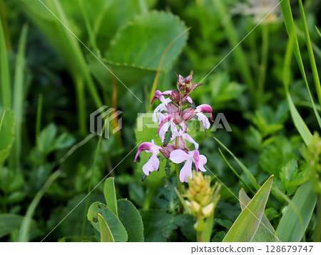 [日本高山植物] 四葉鹽釜（Shiogama） 128679747