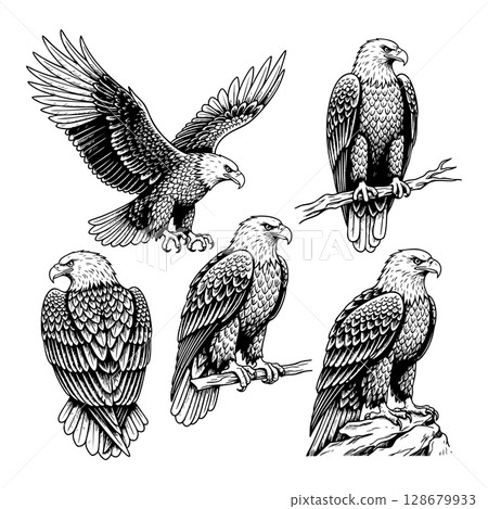 Majestic eagle vector illustrations in various poses: flying, perched, and standing, symbolizing freedom and power. Birds. 128679933