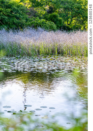 Scenery with a pond 128680148