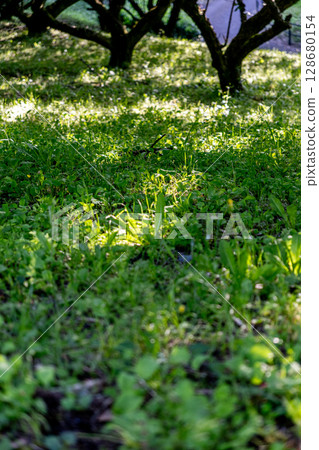 The shadow of a plum tree falling on the weeds The shadow of a plum tree falling on the weeds 128680154