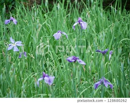 Iris that gets wet in the rain 128680262