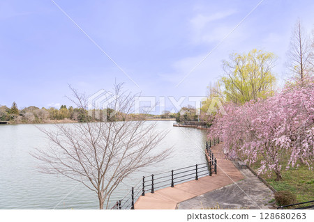 Spring in Hokusei Central Park, Yokkaichi City, Mie Prefecture. Enjoy a stroll through the cherry blossoms, pond, and wooden deck. 128680263