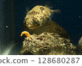 Porcupine fish, pufferfish, devil stinger, fish, saltwater fish, poisonous fish, tiger fish, demon tiger fish 128680287