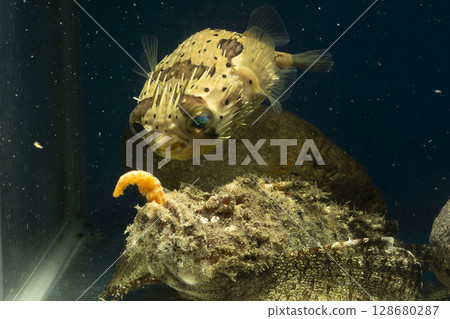 刺魨、河豚、魔鬼刺魚、魚、鹹水魚、毒魚、虎魚、惡魔虎魚 128680287