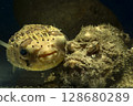 Porcupine fish, pufferfish, devil stinger, fish, saltwater fish, poisonous fish, tiger fish, demon tiger fish 128680289