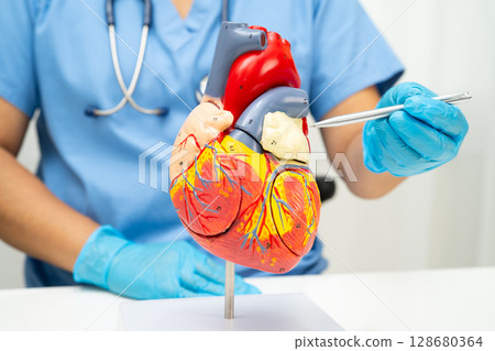 Cardiovascular disease CVD, doctor with heart human model anatomy for treatment patient in hospital. 128680364