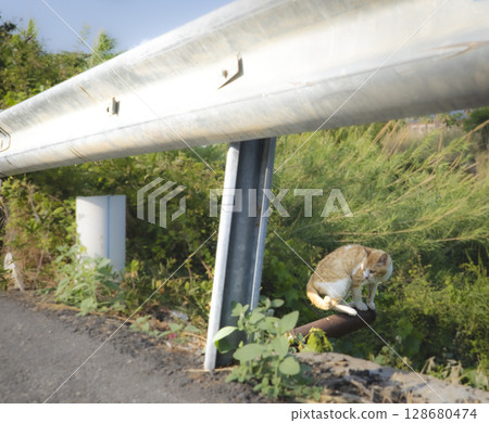 A photo of a stray cat sitting on a drainage pipe in Cyprus, checking the road 128680474