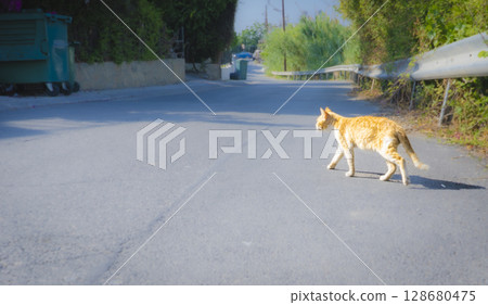 A photo of a stray cat walking leisurely along the road in Cyprus 128680475