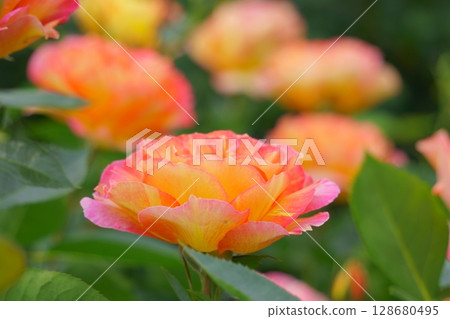 粉紅漸層玫瑰 - La Parisienne 128680495