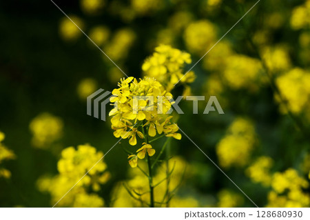 強姦開花 128680930