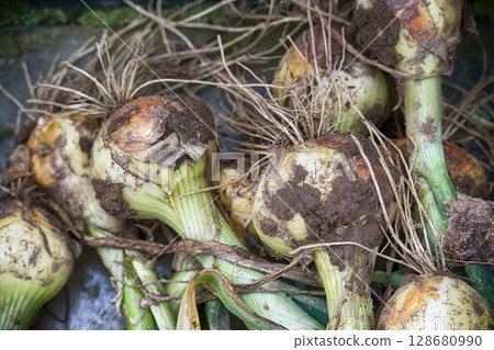 Close-up view of freshly harvested onions, showcasing their natural texture and detail. Close-up view of freshly harvested onions, showcasing their natural texture and detail. 128680990