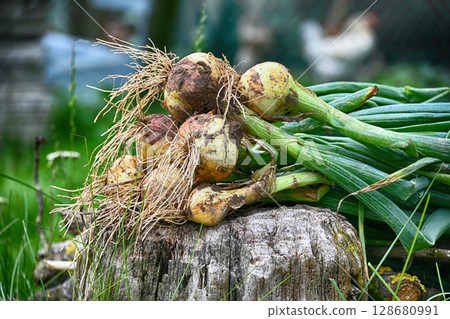 Freshly harvested onions rest on a weathered wooden stump in a natural setting. Freshly harvested onions rest on a weathered wooden stump in a natural setting. 128680991