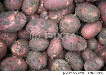 A pile of freshly dug red potatoes, covered in soil, showcasing their natural texture. A pile of freshly dug red potatoes, covered in soil, showcasing their natural texture. 128680992