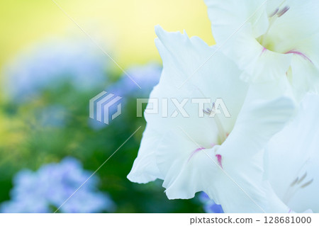Gentle Garden Gladiolus Gentle Garden Gladiolus 128681000