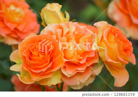 橙玫瑰銅管樂隊 128681159