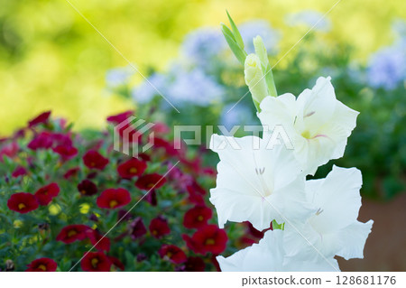 Colorful white gladiolus 128681176