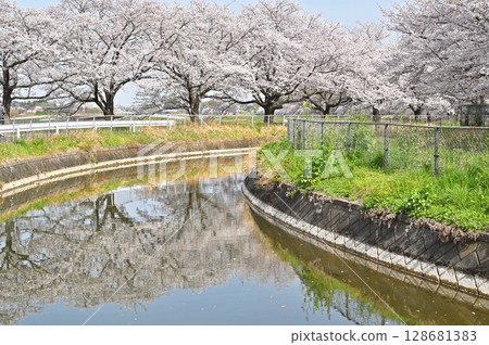 見沼稻田櫻花長廊及見沼灌溉渠東端 128681383