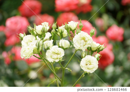 Pale green roses Green light 128681466