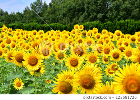 盛開的向日葵，夏天的形象 128681726