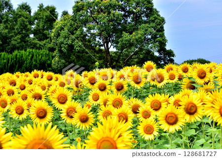 盛開的向日葵，夏天的形象 128681727