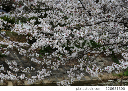 Cherry Blossom Cherry Blossom 128681800
