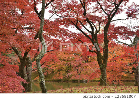 京都仙洞禦所的秋季（京都市上京區） 128681807