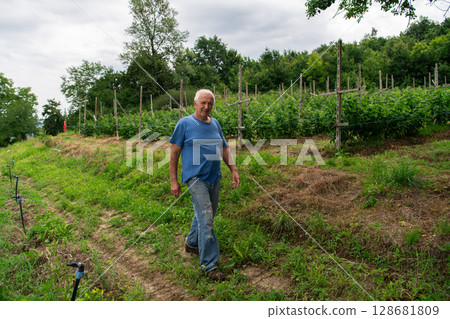 Senior Farmer Walking Through His Fields of Corn, Raspberries, and Blueberries. 128681809