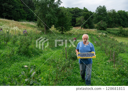 Senior Farmer Carrying a Basket of Freshly Picked Blueberries from His Farm. Senior Farmer Carrying a Basket of Freshly Picked Blueberries from His Farm. 128681811