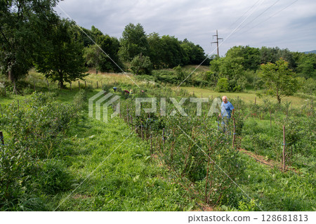 Senior Farmer Carefully Inspecting His Blueberry Farm to Ensure Quality and Progress 128681813