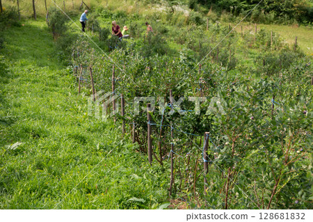 Expansive Blueberry Farm Dedicated to Producing Fresh and Healthy Fruit. 128681832