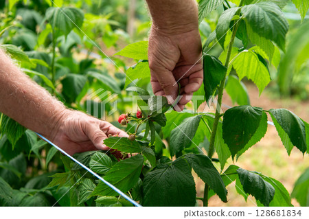 Hand Picking Fresh, Ripe Raspberries in a Sunlit Garden. Hand Picking Fresh, Ripe Raspberries in a Sunlit Garden. 128681834