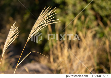 Close-up of winter silver grass (Pampas grass) blooming on Banbaura Beach on the Manazuru Peninsula Close-up of winter silver grass (Pampas grass) blooming on Banbaura Beach on the Manazuru Peninsula 128681883