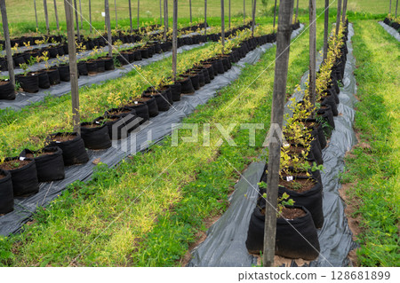 Young Blueberry Seedlings Ready for Future Production of Fresh Juices. 128681899