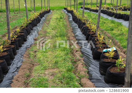 Young Blueberry Seedlings Ready for Future Production of Fresh Juices. 128681900