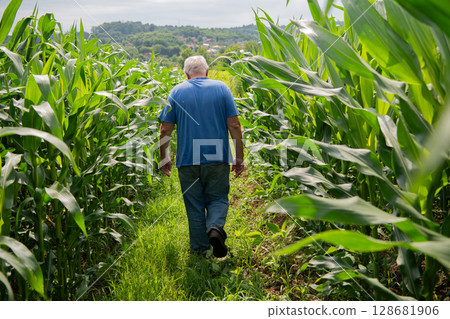 Senior Farmer Walking Through His Fields of Corn, Raspberries, and Blueberries. 128681906