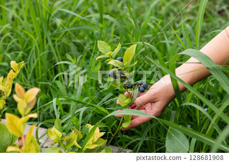 Close Up of a Womans Hand Gently Picking Fresh Blueberries in the Sunlit Garden 128681908