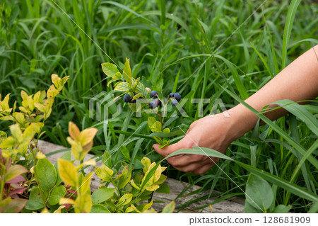 Close Up of a Womans Hand Gently Picking Fresh Blueberries in the Sunlit Garden 128681909