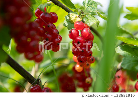 Freshly Picked Blueberries Ready for Harvest: Natures Sweet Delight. Freshly Picked Blueberries Ready for Harvest: Natures Sweet Delight. 128681910