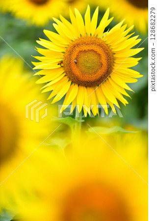 盛開的向日葵,夏天的形象 盛開的向日葵,夏天的形象 128682279