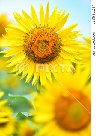 Sunflower in full bloom, summer image 128682284