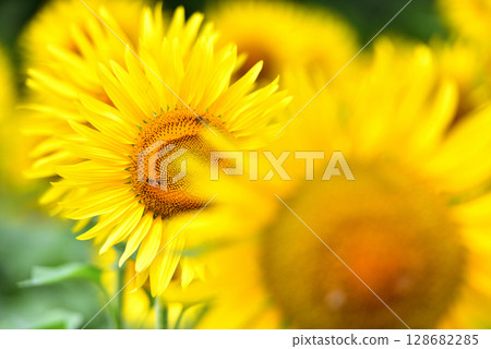 Sunflower in full bloom, summer image 128682285