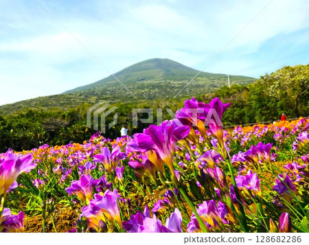Hachijo-Fuji on Hachijo Island and the freesia fields that spread out at its base Hachijo-Fuji on Hachijo Island and the freesia fields that spread out at its base 128682286